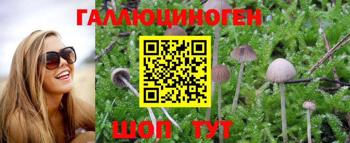 Псилоцибиновые грибы мицелий  Краснодар  Галлюциногенные грибы ЛСД 